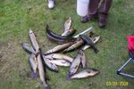 Lot_fish_looks_good_jul_2009_crop_150x100