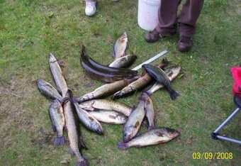 Lot_fish_looks_good_jul_2009_crop_340x234