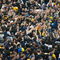 BERKELEY, CA - NOVEMBER 23:  Fans of the California Golden Bears carry quarterback Kyle Boller #7 aloft following the 105th Big Game against the Stanford Cardinal at Memorial Stadium on November 23, 2002 in Berkeley, California.  California won 30-7.  (Photo by: Donald Miralle/Getty Images)