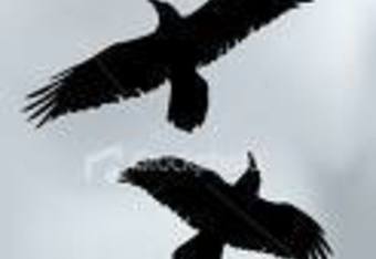 Crow2_crop_340x234