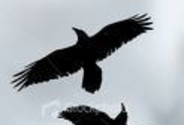 Crow2_feature