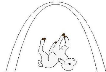 Rams_feature