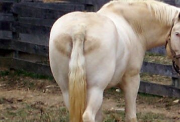 Horses-ass6_feature