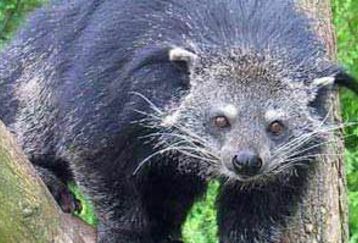 300_bearcat1_feature