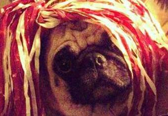Bacdog_crop_340x234