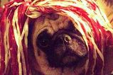 Bacdog_more_feature