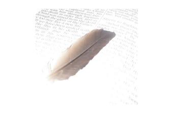 Feather_crop_340x234