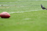 OAKLAND, CA - OCTOBER 18:  A bird looks on during the Oakland Raiders and  the Philadelphia Eagles NFL game at the Oakland-Alameda County Coliseum on October 18, 2009 in Oakland, California.  (Photo by Jed Jacobsohn/Getty Images)