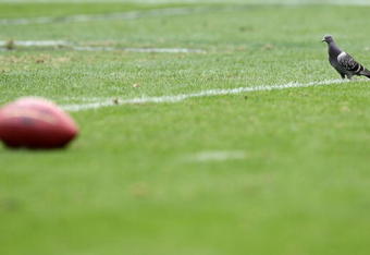 OAKLAND, CA - OCTOBER 18:  A bird looks on during the Oakland Raiders and  the Philadelphia Eagles NFL game at the Oakland-Alameda County Coliseum on October 18, 2009 in Oakland, California.  (Photo by Jed Jacobsohn/Getty Images)