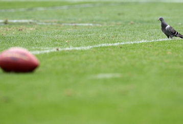 OAKLAND, CA - OCTOBER 18:  A bird looks on during the Oakland Raiders and  the Philadelphia Eagles NFL game at the Oakland-Alameda County Coliseum on October 18, 2009 in Oakland, California.  (Photo by Jed Jacobsohn/Getty Images)