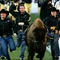 BOULDER, CO - OCTOBER 17: The Colorado Buffaloes mascot Ralphie runs onto the field prior to the game against the Kansas Jayhawks at Folsom Field on October 17, 2009 in Boulder, Colorado. (Photo by Garrett W. Ellwood/Getty Images)