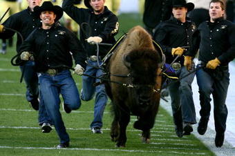 BOULDER, CO - OCTOBER 17: The Colorado Buffaloes mascot Ralphie runs onto the field prior to the game against the Kansas Jayhawks at Folsom Field on October 17, 2009 in Boulder, Colorado. (Photo by Garrett W. Ellwood/Getty Images)