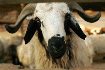 DOHA, QATAR - NOVEMBER 27:  A goat stands in it's pen at the Animal and Bird Market on Salwa Road  November 27, 2006 in Doha, Qatar. The livestock market is a popular destination for tourists to Qatar, as well as a tradiing destination for local residents.  (Photo by Jamie Squire/Getty Images)