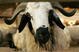 DOHA, QATAR - NOVEMBER 27:  A goat stands in it's pen at the Animal and Bird Market on Salwa Road  November 27, 2006 in Doha, Qatar. The livestock market is a popular destination for tourists to Qatar, as well as a tradiing destination for local residents.  (Photo by Jamie Squire/Getty Images)