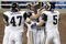 DETROIT , MI - NOVEMBER 01: Daniel Fells #46 of the  St. Louis Rams celebrates a touchdown off of a fake field goal with Josh Brown #3, Donnie Jones #5 and Billy Bajema #47 while playing the Detroit Lions on November 1, 2009 at Ford Field in Detroit, Michigan.  (Photo by Gregory Shamus/Getty Images)