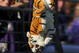 BALTIMORE - OCTOBER 11:  A fan of the Baltimore Ravens hangs a tiger during the game against the Cincinnati Bengals at M&T Bank Stadium on October 11, 2009 in Baltimore, Maryland. The Bengals defeated the Ravens 17-14. (Photo by Larry French/Getty Images)