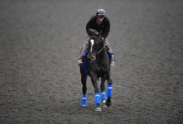 ARCADIA, CA - NOVEMBER 05:  Zenyatta of the United States works out in the morning in preparation for the Breeders Cup 2009 at the Santa Anita Racetrack on November 5, 2009 in Arcadia, California.  (Photo by Jacob de Golish/Getty Images)