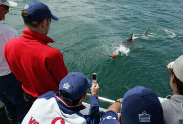 CAPE TOWN, SOUTH AFRICA - JANUARY 7:  England's cricket players witness a Great White shark take the bait and circle the boat on January 7, 2005 in Cape Town, South Africa. (Photo by Clive Rose/Getty Images)