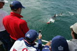 CAPE TOWN, SOUTH AFRICA - JANUARY 7:  England's cricket players witness a Great White shark take the bait and circle the boat on January 7, 2005 in Cape Town, South Africa. (Photo by Clive Rose/Getty Images)
