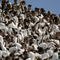 EAST LANSING, MI - SEPTEMBER 21:   Students and fans of Michigan State rally their team during the NCAA football game against Notre Dame at Spartan Stadium in East Lansing, Michigan on September 21, 2002.  The Notre Dame Fighting Irish defeated the Michigan State Spartans 21-17. (Photo by Tom Pidgeon /Getty Images)