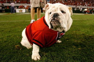 ATHENS, GA - SEPTEMBER 12:  UGA VII, mascot of the Georgia Bulldogs, against the South Carolina Gamecocks at Sanford Stadium on September 12, 2009 in Athens, Georgia.  (Photo by Kevin C. Cox/Getty Images)