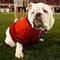 ATHENS, GA - SEPTEMBER 12:  UGA VII, mascot of the Georgia Bulldogs, against the South Carolina Gamecocks at Sanford Stadium on September 12, 2009 in Athens, Georgia.  (Photo by Kevin C. Cox/Getty Images)