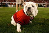 ATHENS, GA - SEPTEMBER 12:  UGA VII, mascot of the Georgia Bulldogs, against the South Carolina Gamecocks at Sanford Stadium on September 12, 2009 in Athens, Georgia.  (Photo by Kevin C. Cox/Getty Images)