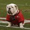 ATHENS, GA - NOVEMBER 29:  Georgia Bulldogs mascot UGA VII sits on the field before the game against the Georgia Tech Yellow Jackets at Sanford Stadium on November 29, 2008 in Athens, Georgia.  The Yellow Jackets defeated the Bulldogs 45-42.  (Photo by Mike Zarrilli/Getty Images)