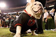 ATHENS, GA - SEPTEMBER 27:  UGA VII, the mascot of Georgia sits on the sidelines as the Alabama Crimson Tide take on the Georgia Bulldogs at Sanford Stadium on September 27, 2008 in Athens, Georgia. Alabama defeated Georgia 41-30.  (Photo by Doug Benc/Getty Images)