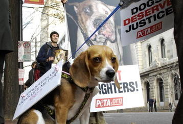 RICHMOND, VA - DECEMBER 10:  Animals rights activists and Frankie the dog wait outside a sentencing hearing for Atlanta Falcons quarterback Michael Vick in federal court December 10, 2007 in Richmond, Virginia. Vick and three associates pleaded guilty to charges related to their roles running an interstate dogfighting ring.  (Photo by Jonathan Ernst/Getty Images)