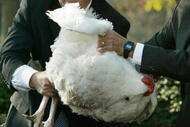 WASHINGTON - NOVEMBER 24:  Jim Stocam (L) and Tom Fix wrestle with a turkey they raised named 'Stars' before U.S. President George W. Bush pardons the bird during the Annual Pardoning of the Thanksgiving Turkey in the Rose Garden of the White House November 24, 2003 in Washington, DC. The pardoning of a turkey before Thanksgiving is a presidential tradition.  (Photo by Mark Wilson/Getty Images)