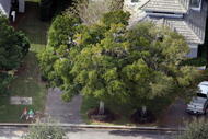 WINDERMERE, FL - DECEMBER 01: (EDITORS NOTE: Caption Correction.) A barricade is seen near a new fire hydrant at the entrance to the driveway of Tiger Woods' neighbor's home on December 1, 2009 in Windermere, Florida. Tiger Woods has not spoken with media or Florida Highway Patrol since he drove his SUV into the old fire hydrant and the tree to the right at the entrance to his neighbor's driveway at his Florida home in the early hours of November 27. (Photo by Joe Raedle/Getty Images)