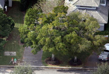 WINDERMERE, FL - DECEMBER 01: (EDITORS NOTE: Caption Correction.) A barricade is seen near a new fire hydrant at the entrance to the driveway of Tiger Woods' neighbor's home on December 1, 2009 in Windermere, Florida.  Tiger Woods has not spoken with media or Florida Highway Patrol since he drove his SUV into the old fire hydrant and the tree to the right at the entrance to his neighbor's driveway at his Florida home in the early hours of November 27.  (Photo by Joe Raedle/Getty Images)