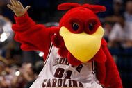 TAMPA, FL - MARCH 13: The Mascot of the South Carolina Gamecocks cheers during the game against the Mississippi State Bulldogs during the quaterfinal round of the SEC Men's Basketball Tournament on March 13, 2009 at The St. Pete Times Forum in Tampa, Florida. (Photo by Chris Graythen/Getty Images)
