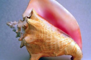 250pxconchshell2_crop_310x205