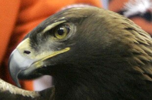 ATLANTA - DECEMBER 4:  The War Eagle mascot of the Auburn Tigers spreads his wings before the team's game against the Tennessee Volunteers in the 2004 SEC Championship Game at the Georgia Dome on December 4, 2004 in Atlanta, Georgia.  Auburn defeated Tennessee 38-28.  (Photo by Grant Halverson/Getty Images)