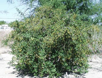 Display_image