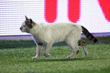 ISTANBUL, TURKEY - MAY 20:  A cat wanders along the touchline during the UEFA Cup Final between Shakhtar Donetsk and Werder Bremen at the Sukru Saracoglu Stadium on May 20, 2009 in Istanbul, Turkey.  (Photo by Mike Hewitt/Getty Images)