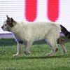 ISTANBUL, TURKEY - MAY 20:  A cat wanders along the touchline during the UEFA Cup Final between Shakhtar Donetsk and Werder Bremen at the Sukru Saracoglu Stadium on May 20, 2009 in Istanbul, Turkey.  (Photo by Mike Hewitt/Getty Images)