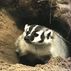 Badger Tracker