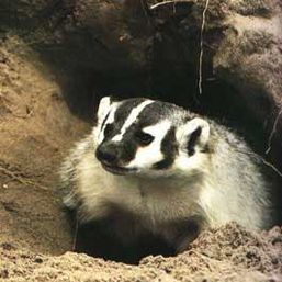 Badger Tracker