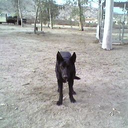 Ron Leyvas