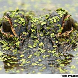 GatorJon