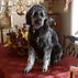 The Arsenal Labradoodle