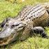 JoeGator  Gator