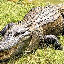 JoeGator  Gator