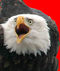alton rex