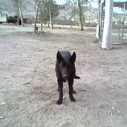 Ron Leyvas