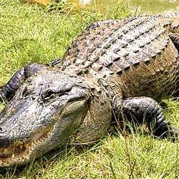 JoeGator  Gator
